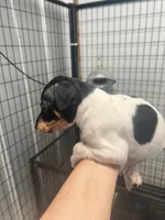 Male 1, a male Rat Terrier for sale in Florida, FL – Photo 4 of 4