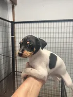 Male 1, a male Rat Terrier for sale in Florida, FL – Photo 2 of 4