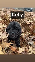 Kelly, a female Miniature Aussiedoodle for sale in Dry Ridge, KY – Photo 1 of 5