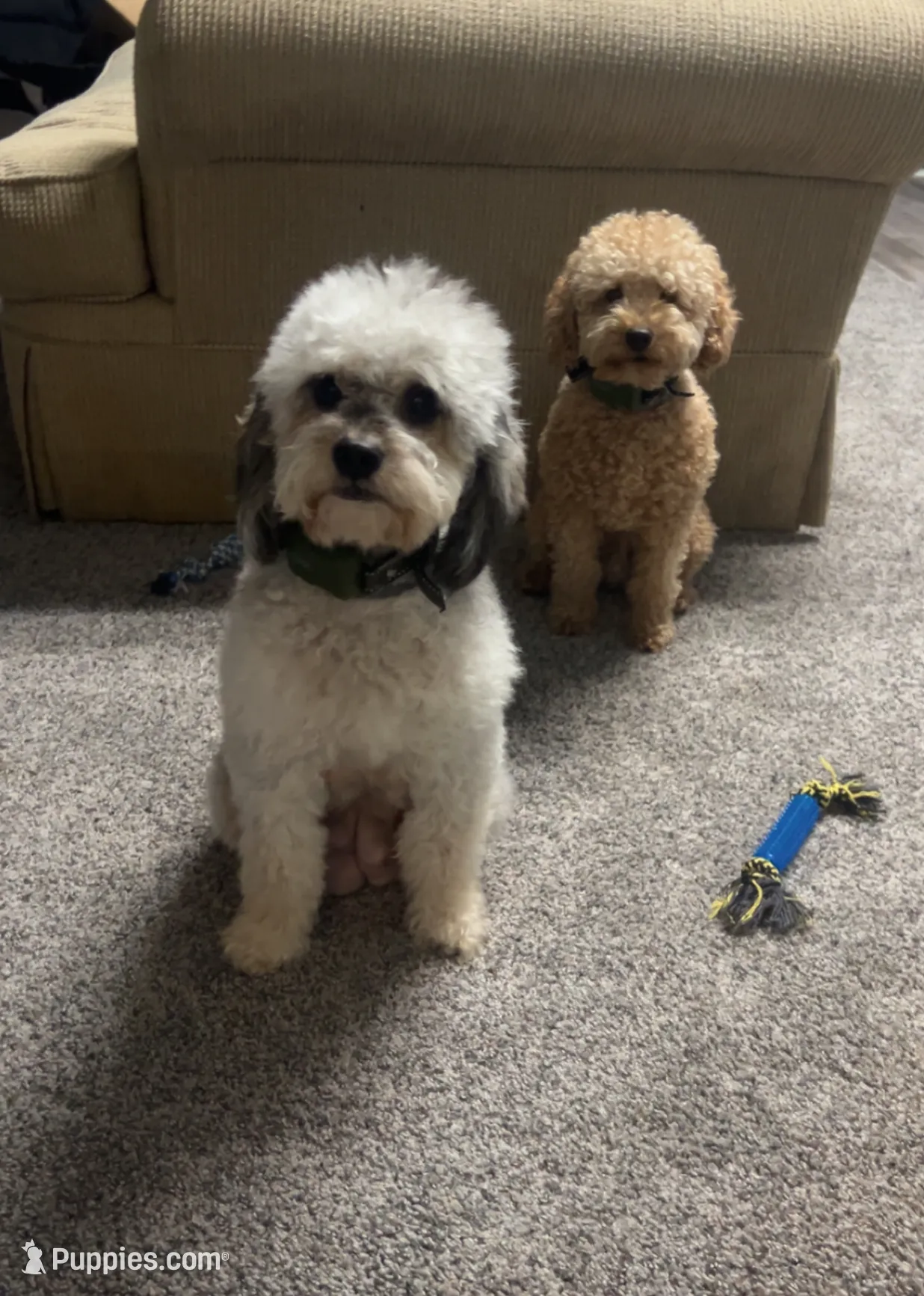 Kelly, a female Miniature Aussiedoodle for sale in Dry Ridge, KY – Photo 5 of 5