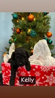 Kelly, a female Miniature Aussiedoodle for sale in Dry Ridge, KY – Photo 3 of 5