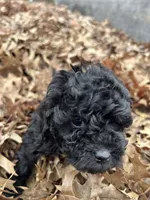 Kelly, a female Miniature Aussiedoodle for sale in Dry Ridge, KY – Photo 2 of 5