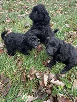 Kate, a female Miniature Aussiedoodle for sale in Dry Ridge, KY – Photo 3 of 4