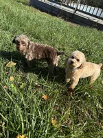 Jack, a male Miniature Aussiedoodle for sale in Dry Ridge, KY – Photo 6 of 6