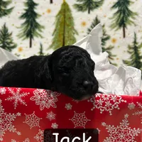 Jack, a male Miniature Aussiedoodle for sale in Dry Ridge, KY – Photo 3 of 6