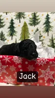 Jack, a male Miniature Aussiedoodle for sale in Dry Ridge, KY – Photo 3 of 6