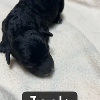 Jack, a male Miniature Aussiedoodle for sale in Dry Ridge, KY – Photo 4 of 6