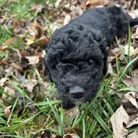 Jack, a male Miniature Aussiedoodle for sale in Dry Ridge, KY – Photo 2 of 6