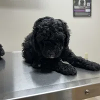 Jack, a male Miniature Aussiedoodle for sale in Dry Ridge, KY – Photo 1 of 6