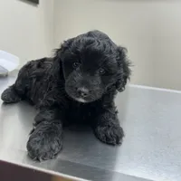 Sawyer, a male Miniature Aussiedoodle for sale in Dry Ridge, KY – Photo 1 of 6