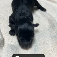 Sawyer, a male Miniature Aussiedoodle for sale in Dry Ridge, KY – Photo 2 of 6