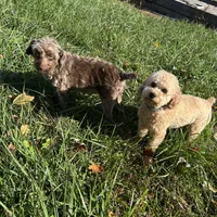 Sawyer, a male Miniature Aussiedoodle for sale in Dry Ridge, KY – Photo 6 of 6