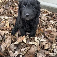 Sawyer, a male Miniature Aussiedoodle for sale in Dry Ridge, KY – Photo 3 of 6