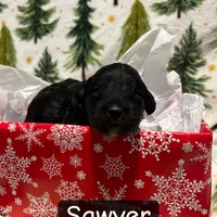 Sawyer, a male Miniature Aussiedoodle for sale in Dry Ridge, KY – Photo 4 of 6
