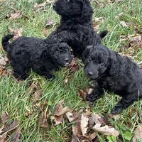 Sawyer, a male Miniature Aussiedoodle for sale in Dry Ridge, KY – Photo 5 of 6