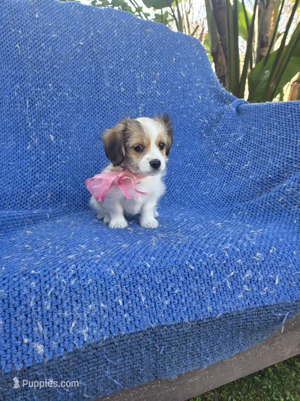 Winny 2nd, a female Shorkie for sale in Whittier, CA – Photo 1 of 1