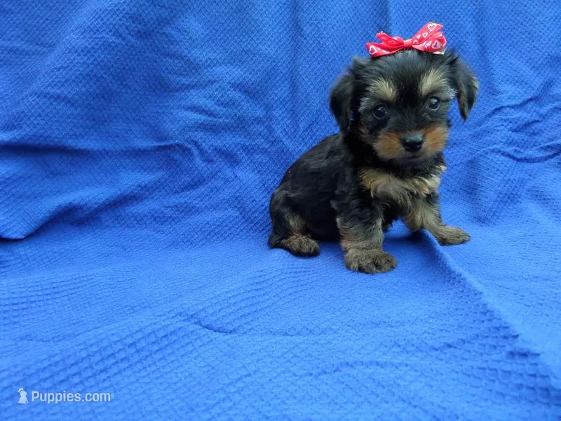 Dayna 2nd – Yorkshire Terrier puppy for sale in Whittier, CA
