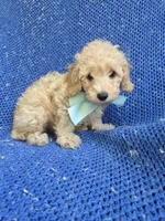 Vinny 2nd, a male Poodle - Toy  for sale in Whittier, CA – 1 of 1