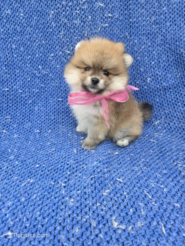Kiara – Pomeranian puppy for sale in Whittier, CA