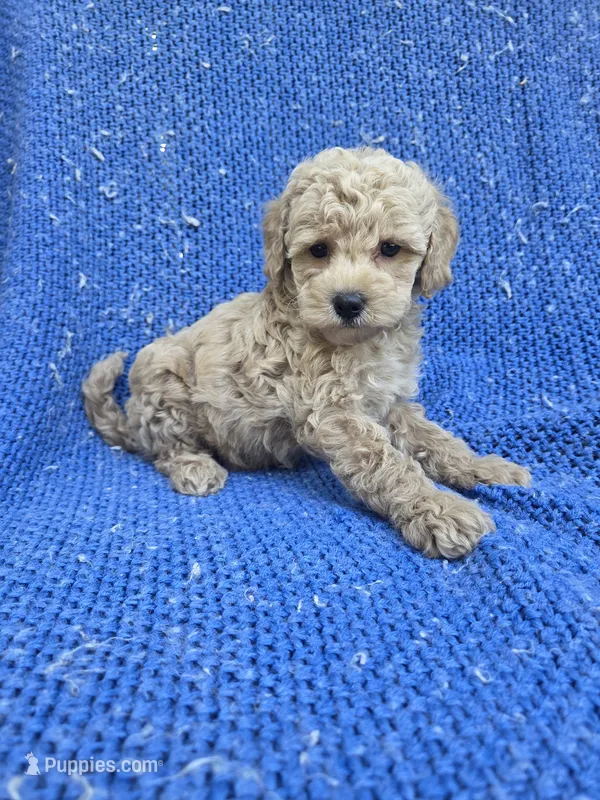 Felix – Maltipoo puppy for sale in Whittier, CA