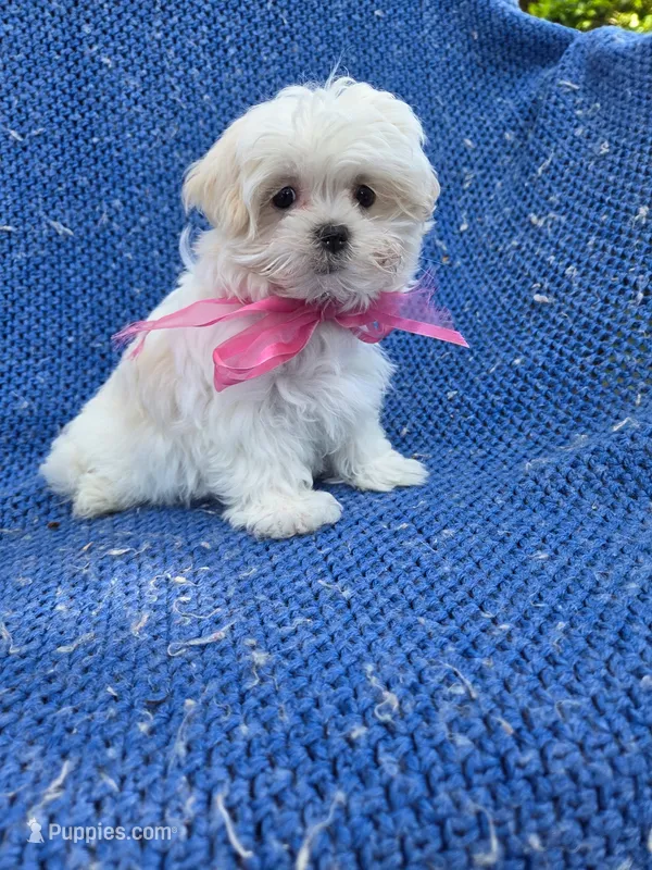 Nora – Mal Shi puppy for sale in Whittier, CA