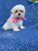 Nora, a female Mal Shi for sale in Whittier, CA – 1 of 1