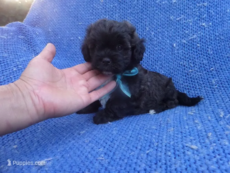 Scotty, a male Maltipoo for sale in Whittier, CA – Photo 1 of 1