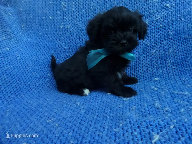Bennet – Mal Shi puppy for sale in Whittier, CA
