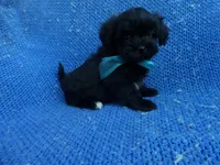 Bennet, a male Mal Shi for sale in Whittier, CA – 1 of 1