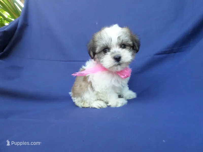Jayla – Maltipoo puppy for sale in Whittier, CA