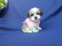 Jayla, a female Maltipoo for sale in Whittier, CA – 1 of 1