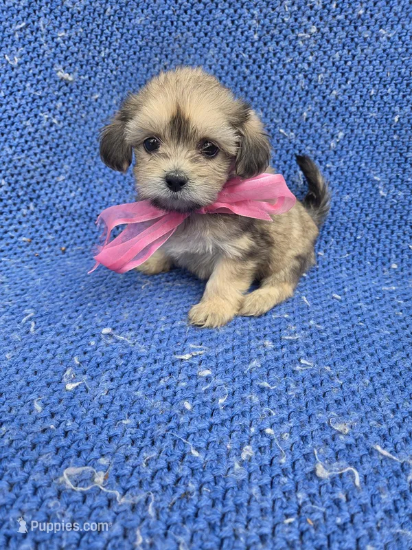 Sofia – Morkie puppy for sale in Whittier, CA
