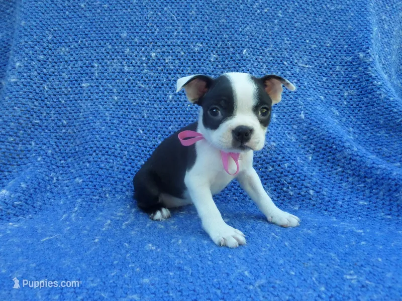 Polina – Boston Terrier puppy for sale in Whittier, CA