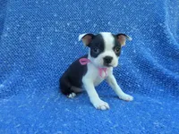 Polina, a female Boston Terrier for sale in Whittier, CA – 1 of 1