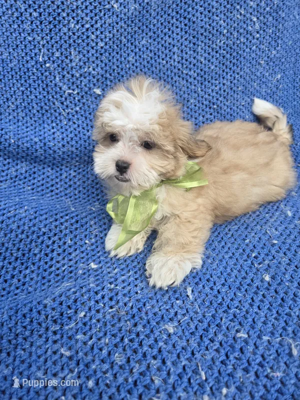 Lex – Mal Shi puppy for sale in Whittier, CA