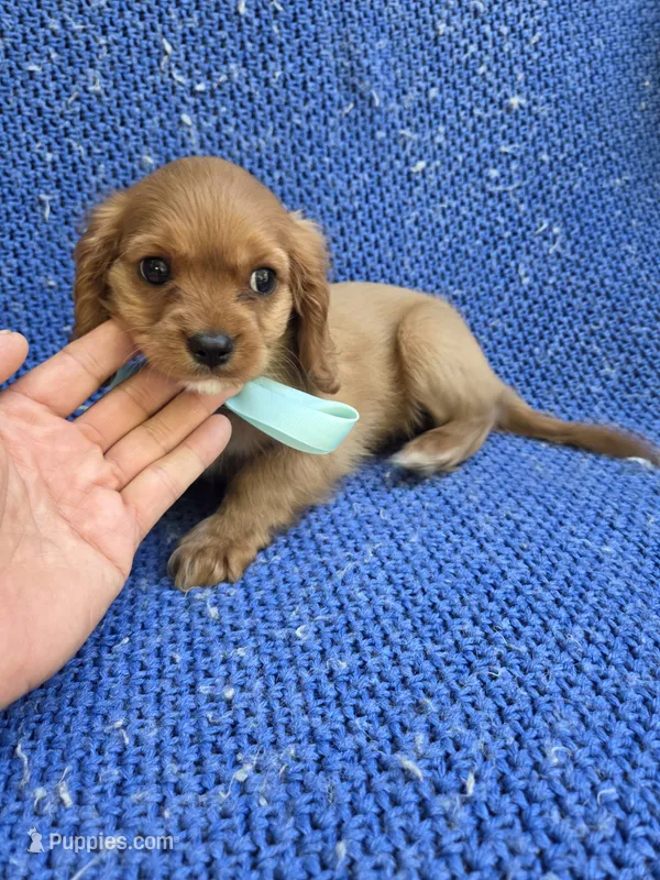 Wesly – Cavalier King Charles Spaniel puppy for sale in Whittier, CA
