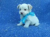 Alex 2nd, a male Maltipoo for sale in Whittier, CA – 1 of 1