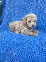 Vira, a female Poodle - Toy  for sale in Whittier, CA – 1 of 1