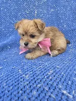 Peanut 2nd, a female Morkie for sale in Whittier, CA – 1 of 1