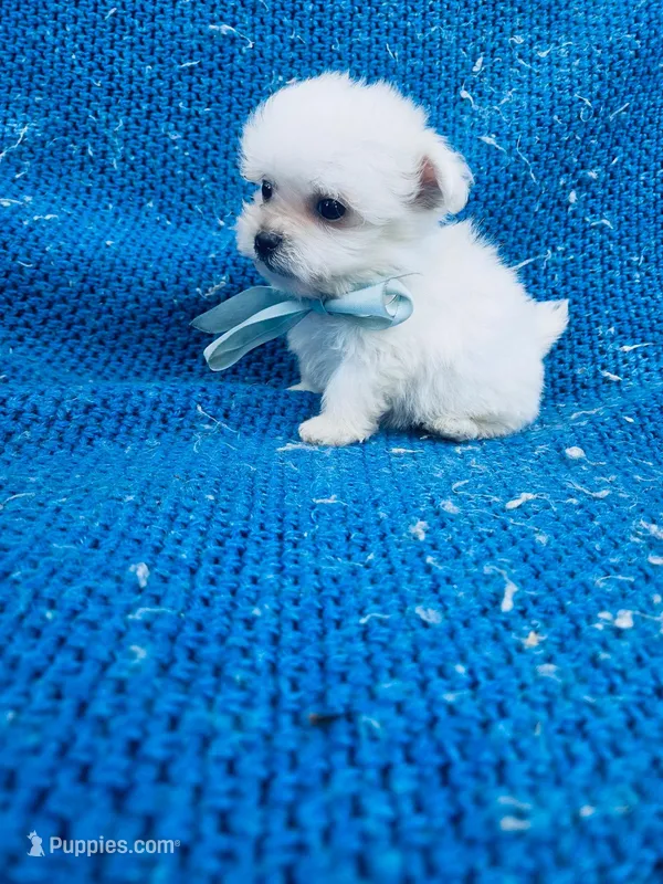 Remmy, a male Maltipoo for sale in Whittier, CA – Photo 1 of 1