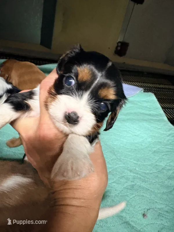 Roy 2nd – Cavalier King Charles Spaniel puppy for sale in Whittier, CA