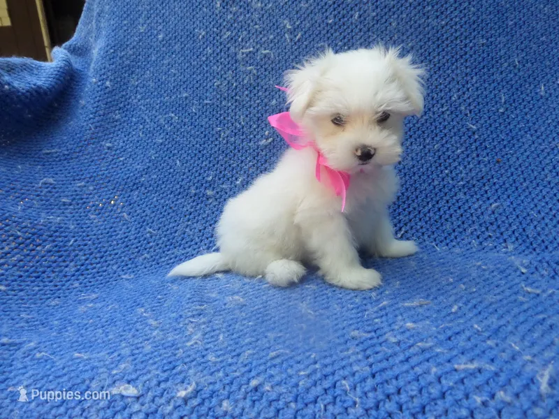 Colette – Maltese puppy for sale in Whittier, CA