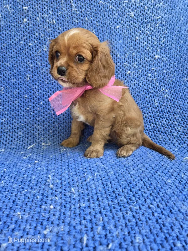 Ruby – Cavalier King Charles Spaniel puppy for sale in Whittier, CA