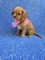 Ruby, a female Cavalier King Charles Spaniel for sale in Whittier, CA – 1 of 1