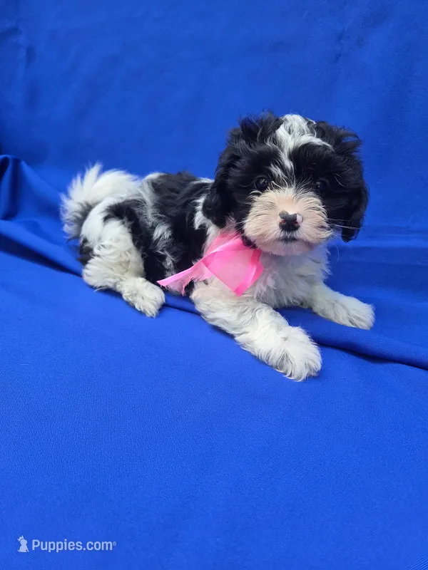 Layla  – Maltipoo puppy for sale in Whittier, CA