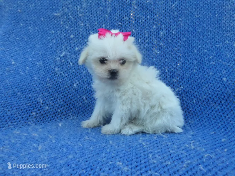 Marie – Mal Shi puppy for sale in Whittier, CA