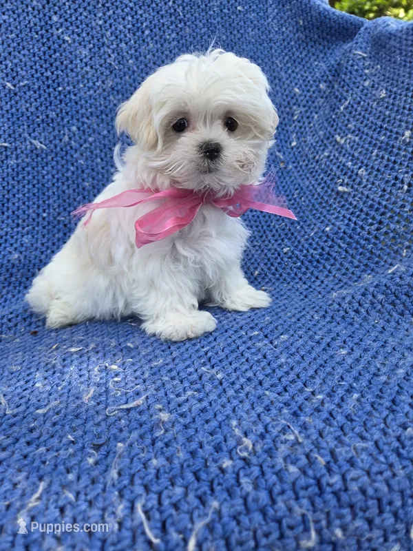 Hanna – Maltipoo puppy for sale in Whittier, CA