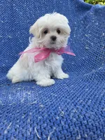 Hanna, a female Maltipoo for sale in Whittier, CA – 1 of 1