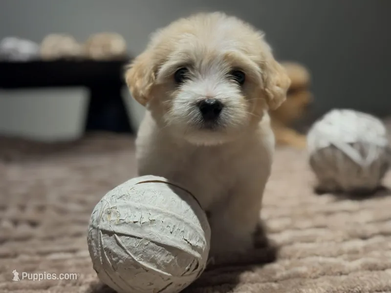 Faith 2nd, a female Maltipoo for sale in Whittier, CA – Photo 1 of 1