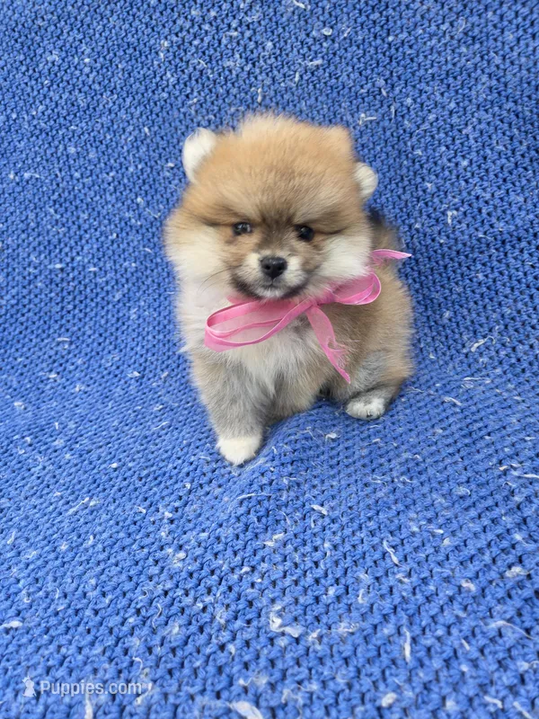 Poppy  – Pomeranian puppy for sale in Whittier, CA